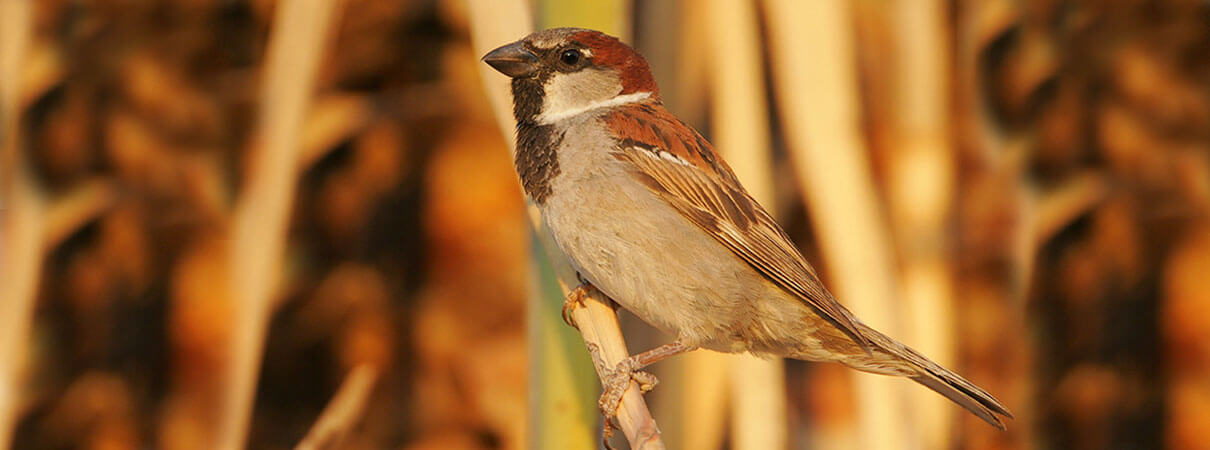 House Sparrow. Photo by Greg Lavaty