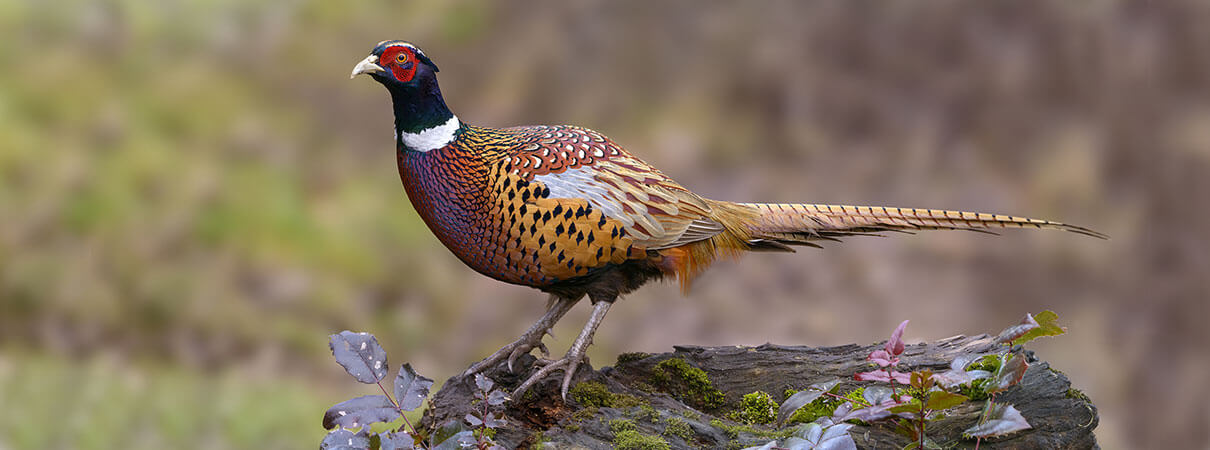 Ring-necked Pheasant is one of many invasive birds in the U.S. Photo by Tim Zurowski/Shutterstock