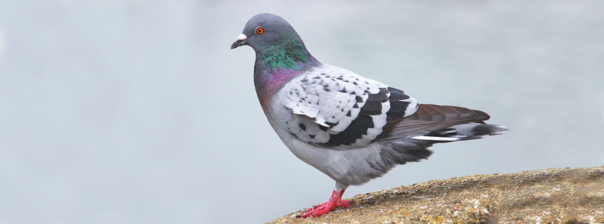 Rock Pigeon. Photo by Jody Ann/Shutterstock