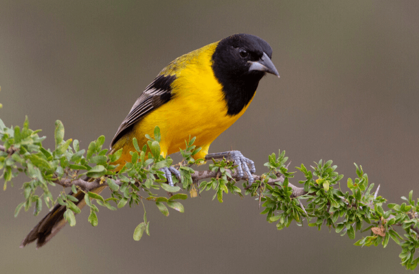 The Border Wall and Wildlife: Construction Proceeds in Irreplaceable ...