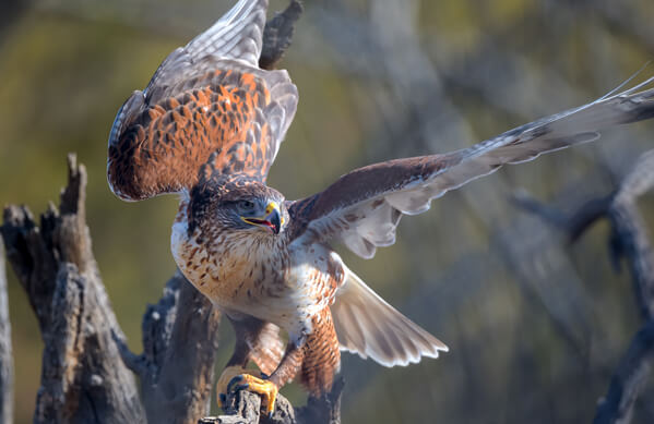 Ferruginous Hawk, kojihirano, Shutterstock