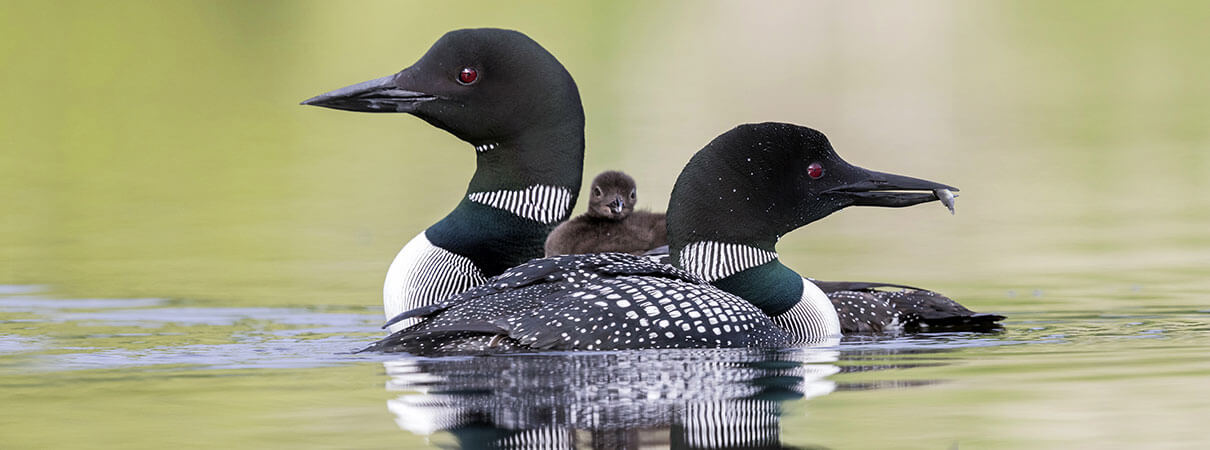 Common Loons. Photo by Brian Lasenby/Shutterstock.
