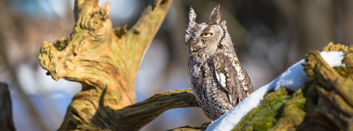 Eastern Screech Owl. Photo by Imran Ashraf/Shutterstock
