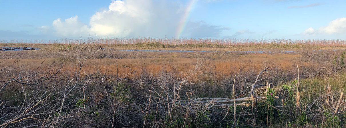 George Wallace of ABC gives Bahamas recovery update about birds. This is a what the post-Dorian landscape looks like. Photo by George Wallace/ABC