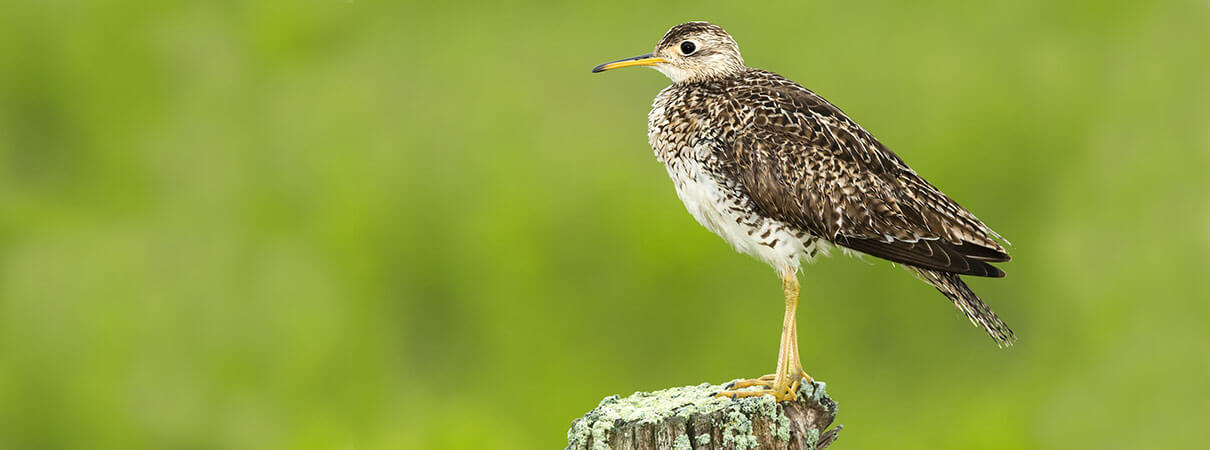 It may be surprising, but the Upland Sandpiper is one of several grassland birds chirping at night. Photo by Paul Reeves Photography/Shutterstock