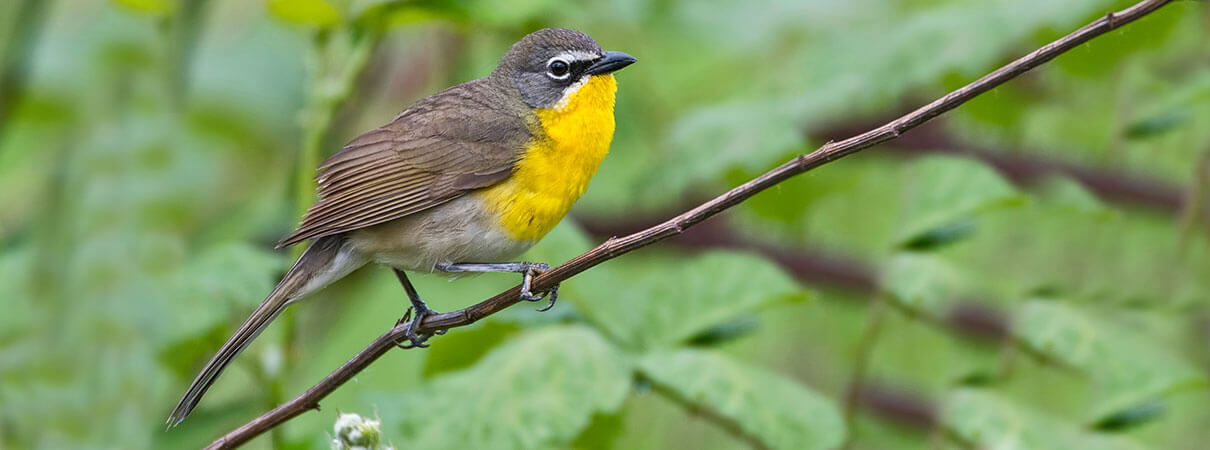 Yellow-breasted Chat. Photo by Punkbirdr/Shutterstock