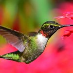 Ruby-throated Hummingbird, Joel Trick, Shutterstock