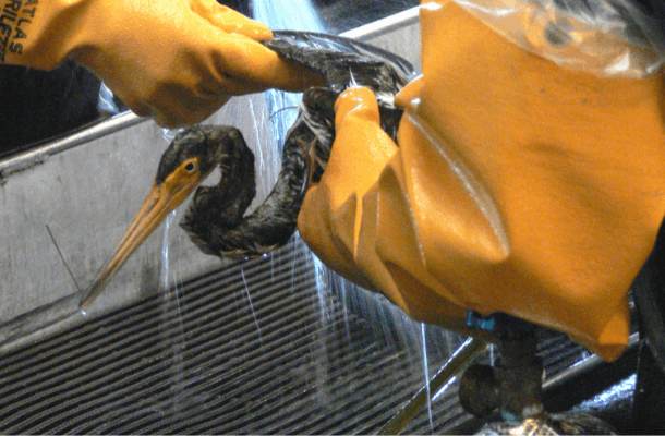 Tricolored Heron being cleaned at the International Bird Rescue center, Plaquemines Parish, Louisiana, on July 5th 2010. Photo by ABC President Mike Parr