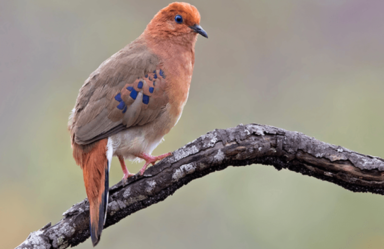 Blue-eyed Ground-Doves skulk in white-sand scrub only in the Botumirim area of eastern Brazil. Photo by Ciro Albano