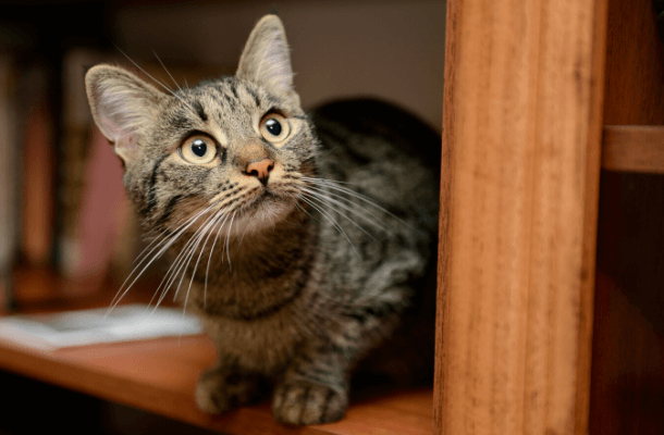 Keeping cats indoors is safer for cats, people, and wildlife. ABC has numerous resources to help pet owners transition their cats to full-time indoor living, including enrichment activities, literature, and more. Photo by Nikita Starichenko/Shutterstock