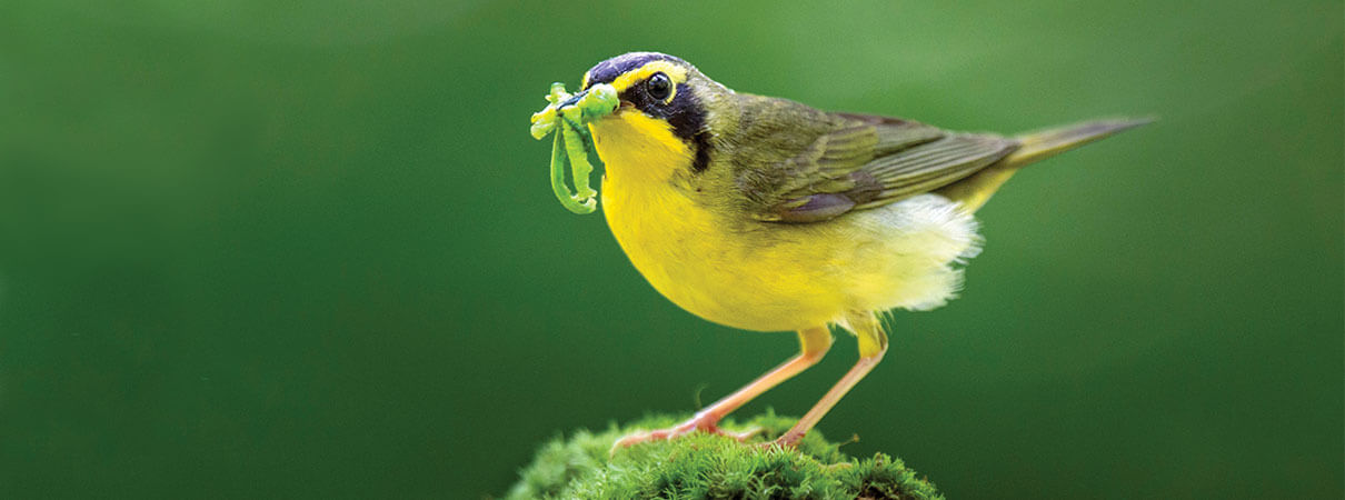 Kentucky Warbler. Photo by Ray Hennessy/Shutterstock