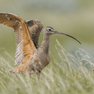 Montana’s Long-billed Curlews will be among the beneficiaries of the new RCPP award. Photo by Tim Zurowski/Shutterstock