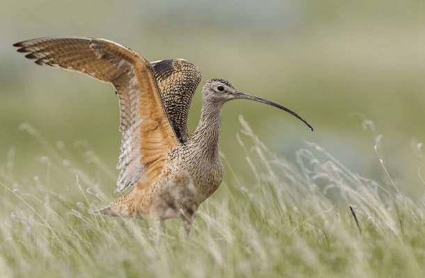 Montana's Long-billed Curlews will be among the beneficiaries of the new RCPP award. Photo by Tim Zurowski/Shutterstock