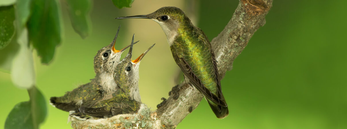 Female Ruby-throated Hummingbird with chicks, Agnieszka Bacal, Shutterstock