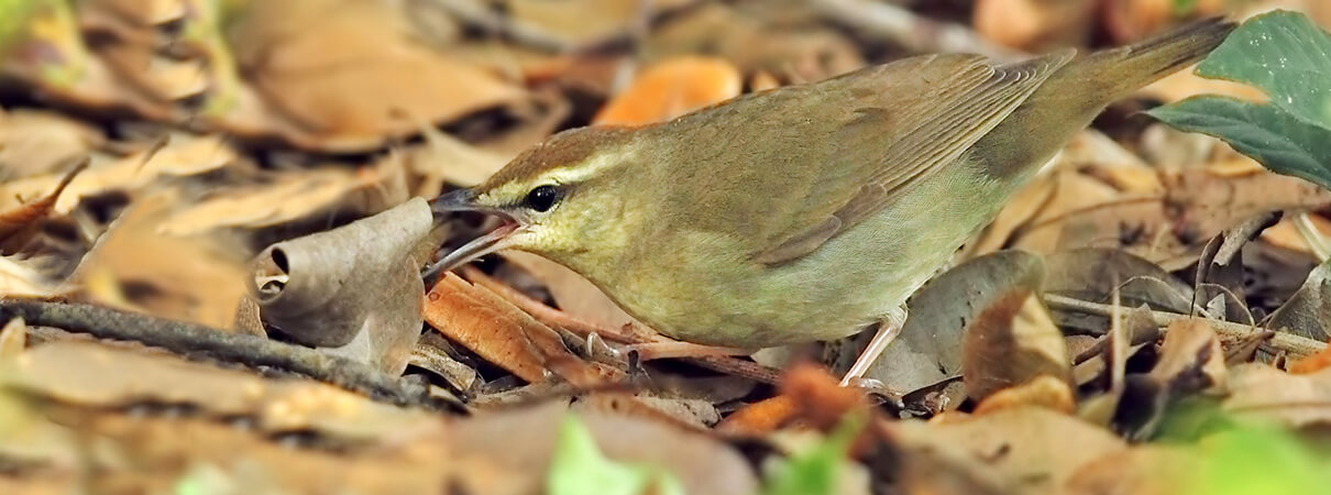 Swainson's Warbler flipping leaves in search of food. Photo by Ken Schmidt