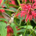 Juvenile Ruby-throated Hummingbird feeding. Photo by Joel Trick/Shutterstock.