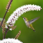 Ruby-throated Hummingbird visiting Black Cohosh. Photo by Joel Trick/Shutterstock.