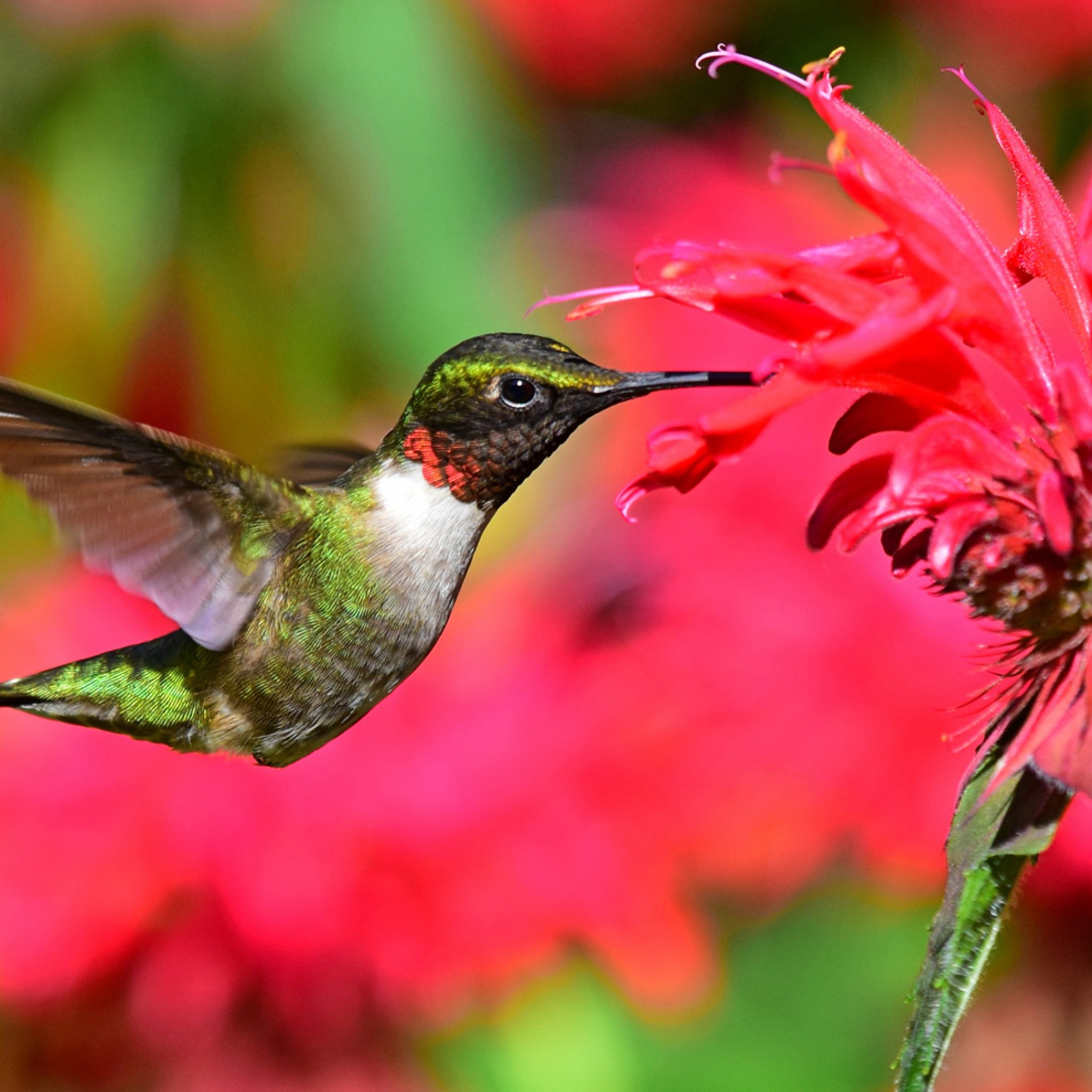 Ruby-throated Hummingbird - American Bird Conservancy