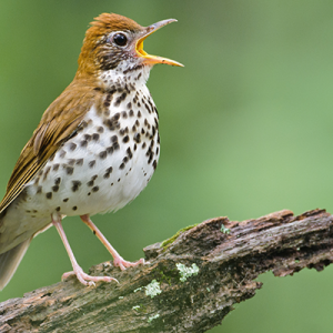 To better inform conservation efforts, ABC and partners will track migratory movements of tagged Wood Thrushes and Louisiana Waterthrushes via the Motus wildlife tracking system. Photo by Ed Schneider