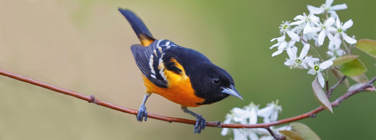 Baltimore Orioles can help us do bird therapy. Photo by Brian Lasenby/Shutterstock