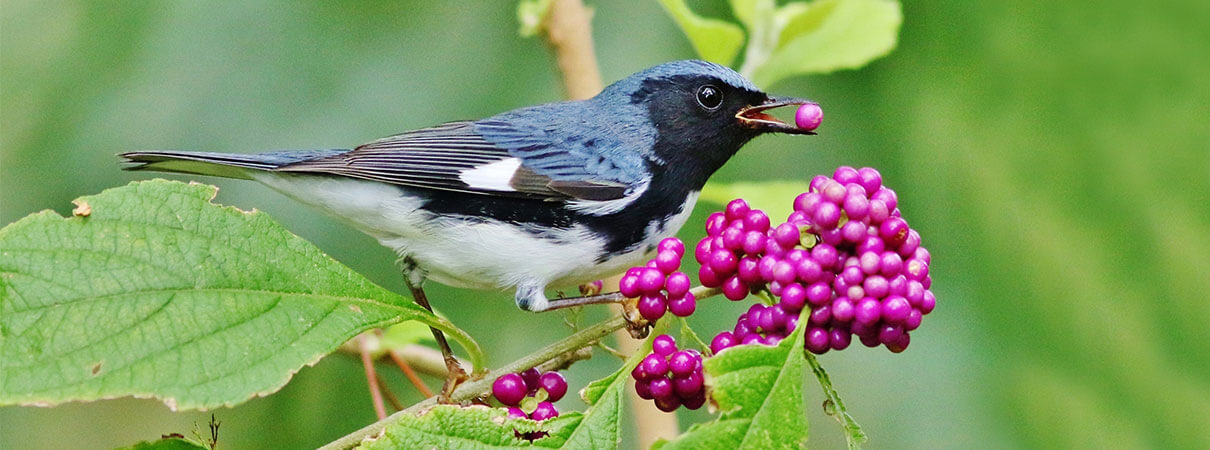 Black-throated Warbler eating from Beautyberry shrub. Photo by Philip Rathner/Shutterstock