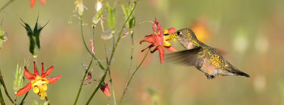 A Calliope Hummingbird fueling up on Crimson Columbine nectar. Photo by Robert Mutch/Shutterstock