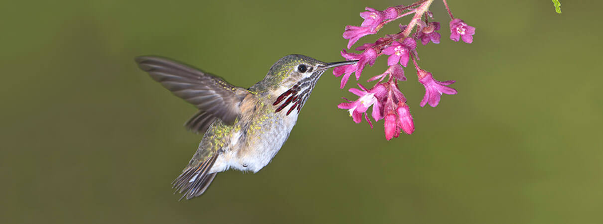 Calliope Hummingbird. Photo by Tim Zurowski/Shutterstock