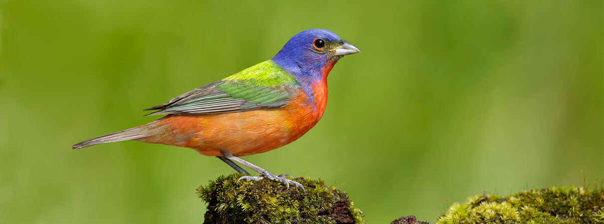 Illegal bird markets should be closed. Doing so could help prevent pandemics. Painted Bunting. Photo by USA Agami Photo Agency/Shutterstock
