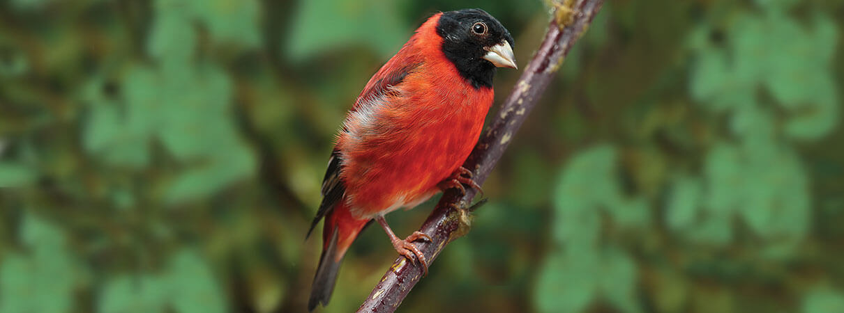 Red Siskin. Closing illegal bird markets could help prevent future pandemics. Photo by Gerhard Hoffman/Alamy Stock Photo