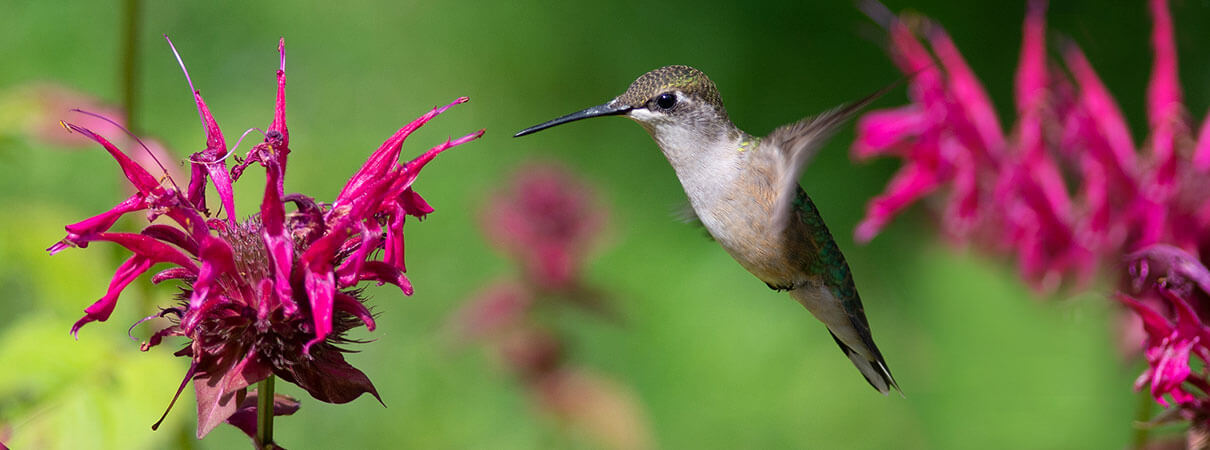 Ruby-throated Hummingbird. Photo by Brian Guest/Shutterstock