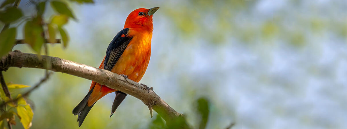 Supporting the MBTA is one of several good covid-19 home actitvities. Scarlet Tanager. Photo by Jeff Rzepka/Shutterstock