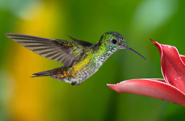 Where There’s a Will, and Wings, There’s a Way - American Bird Conservancy