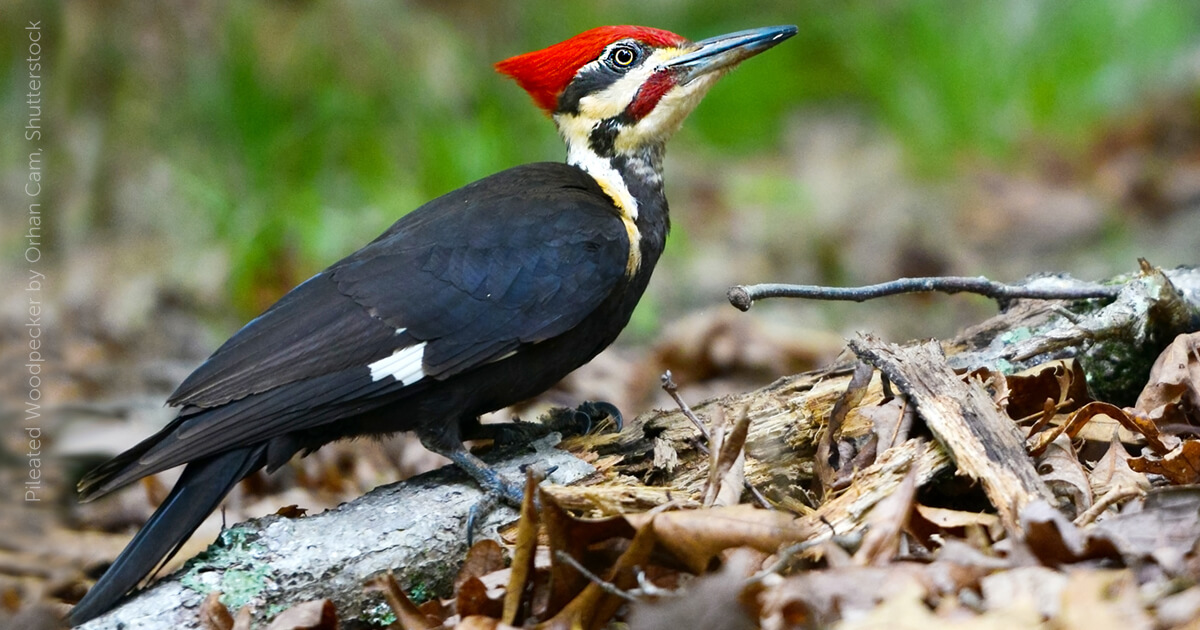 pileated woodpecker size
