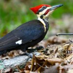Pileated Woodpecker, Orhan Cam, Shutterstock
