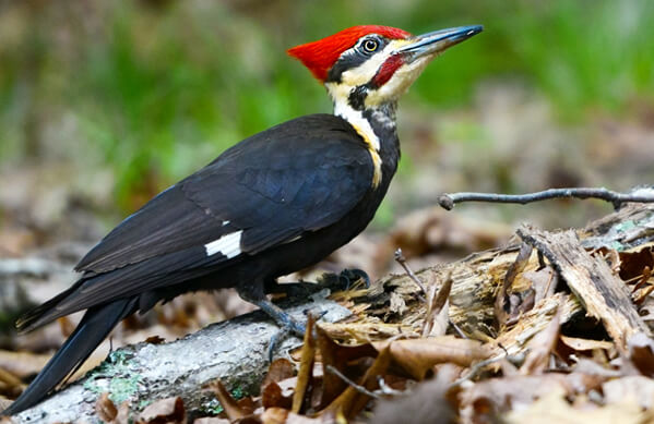 Pileated Woodpecker, Orhan Cam, Shutterstock