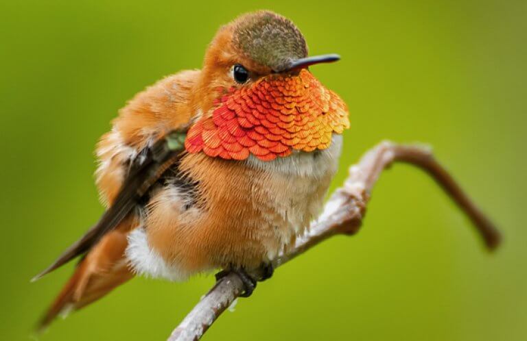 Rufous Hummingbird_punkbirdr, Shutterstock