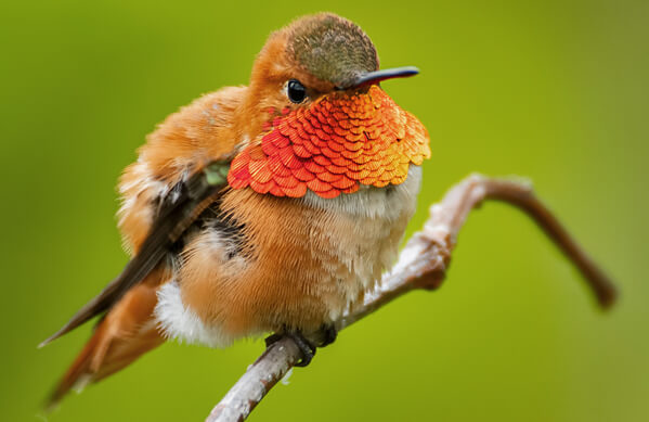 Rufous Hummingbird_punkbirdr, Shutterstock