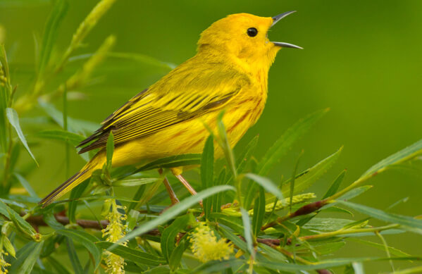 Yellow Warbler, Agnieszka Bacal, Shutterstock