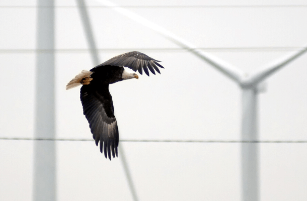 Bald and Golden Eagles are among the species at risk from poorly sited wind turbines. Photo by Louise Redcorn