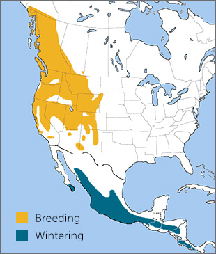 MacGillivray's Warbler range map by Birds of the World