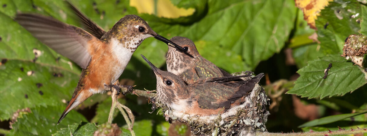 Female Rufous Hummingbird feeding young, Feng Yu, Shutterstock