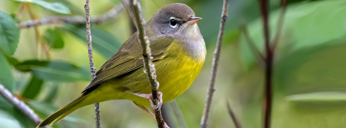 MacGillivrays Warbler during fall migration, Ian Maton, Shutterstock