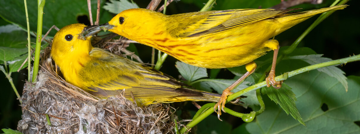 Male Yellow Warbler feeding female on nest, Ivan Kuzmin, Shutterstock