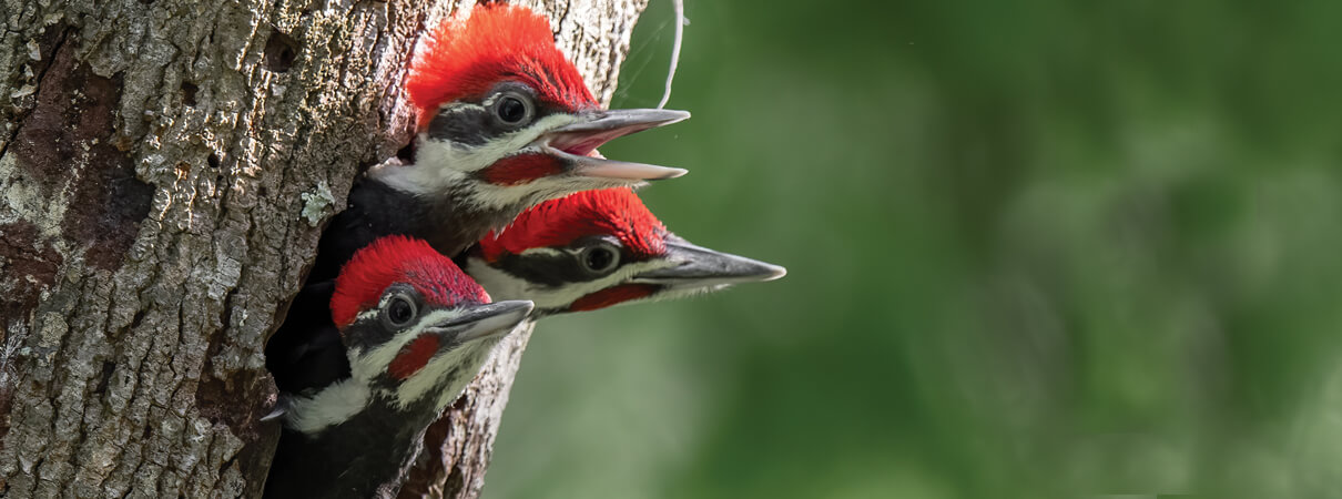 Pileated Woodpecker nestlings, Collins93, Shutterstock