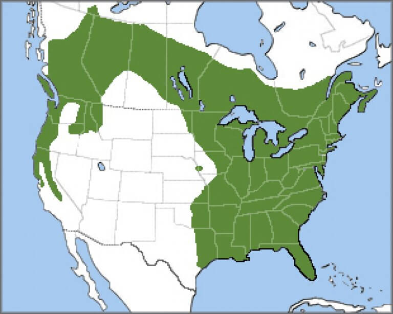 Pileated Woodpecker American Bird Conservancy   Pileated Woodpecker Range Map Cornell 768x614 