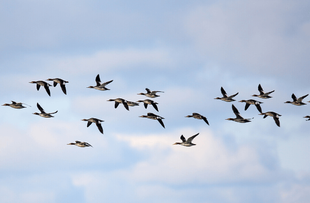 Globally significant populations of Red-breasted Mergansers use Lake Erie, the site of the Icebreaker wind project. Photo by John Wijsman, Shutterstock
