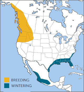 Rufous Hummingbird range map, Birds of the World