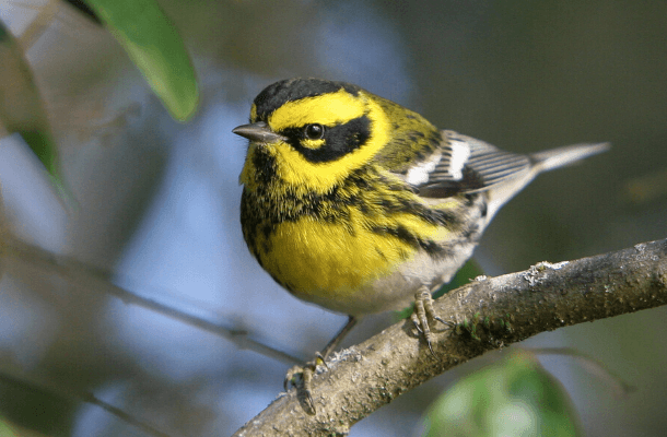 Hundreds of millions of birds will fly over North America this spring as they journey north. People can make their travel a bit easier by reducing threats and making backyards great rest stops for them. Photo: Townsend's Warbler by Craig Kerns, courtesy Cornell Lab of Ornithology