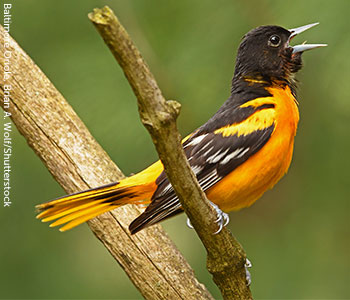 Baltimore Oriole