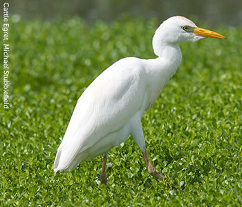 Cattle Egret